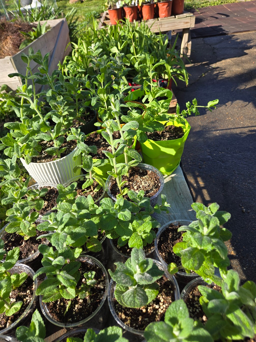 Tips for Growing&nbsp;Mint