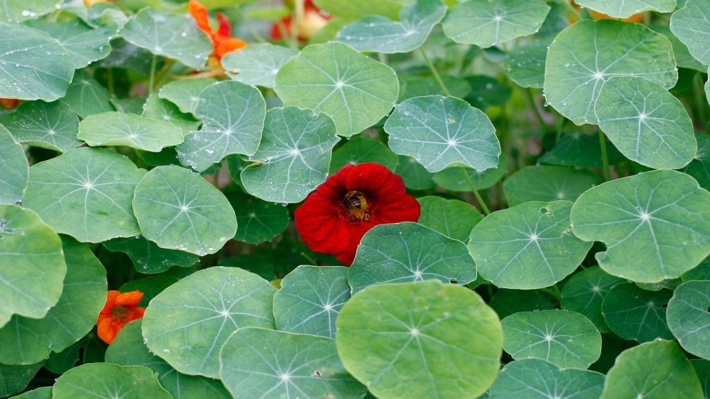 Growing Nasturtium