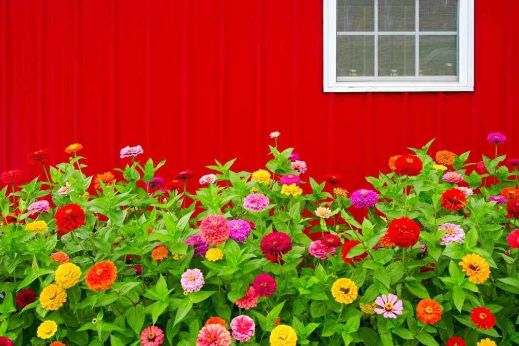 Growing Zinnias – Summer’s Favorite&nbsp;Flower