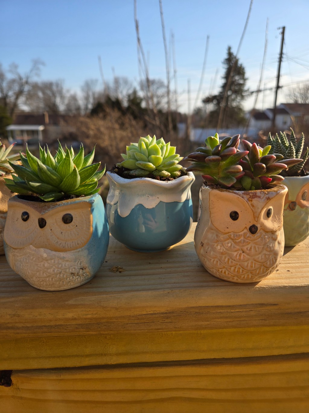 Succulents are here!